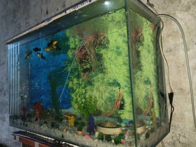 healthy condition fish aquarium bahut khubsurat lajawab hai ek pub bhi