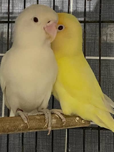 albino and cremino adult females