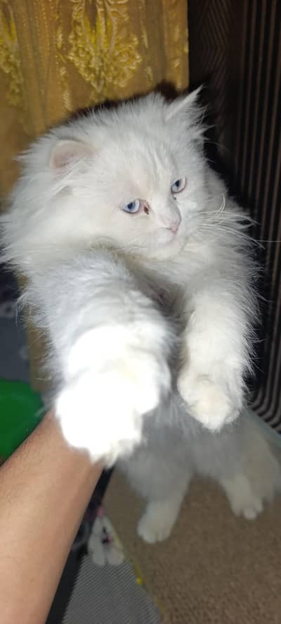 3 coted long hair blue eyes