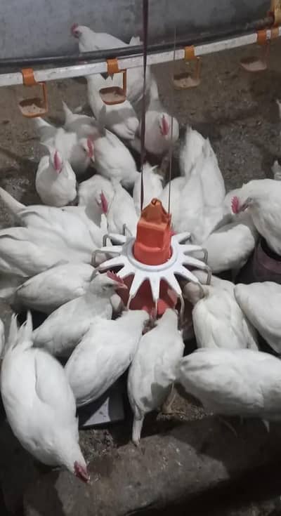 Layer Hens Murghi 92% eggs production