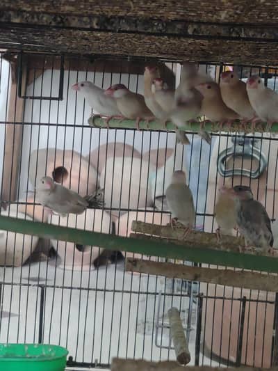 Pastel fawn java pathy ,splits