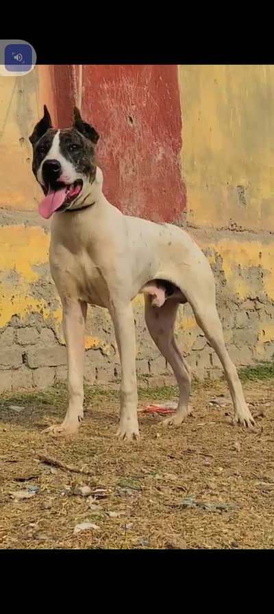 bully gultair male for sale