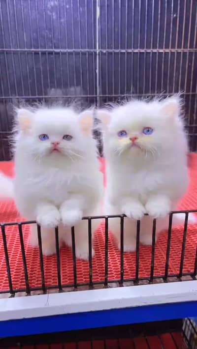 cat beautiful information