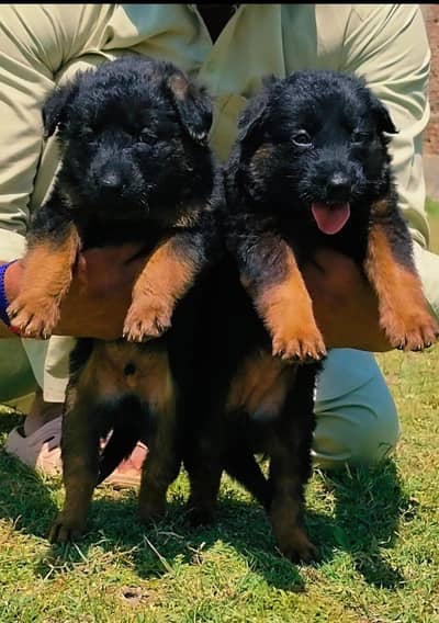black German shepherd puppies for sale / puppy / german shepherd dog