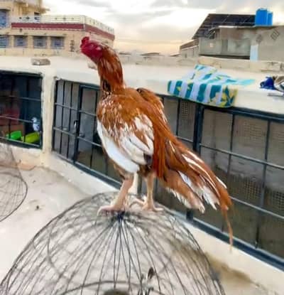 CHICHAWATNI MAY KISI BHAI K PASS SLETA CHINA MUSHKA MURGA HOTO RBTA KY