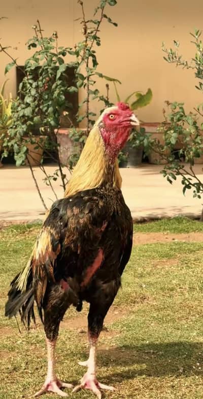 Aseel | Jawa | lakha | Aseel For Sale | High Quality Aseel