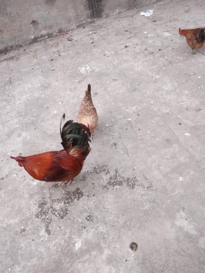 2female and one male for sale murga for sale