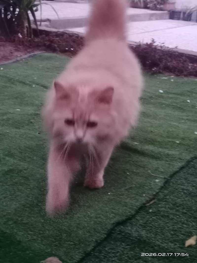 Persion Cats 1