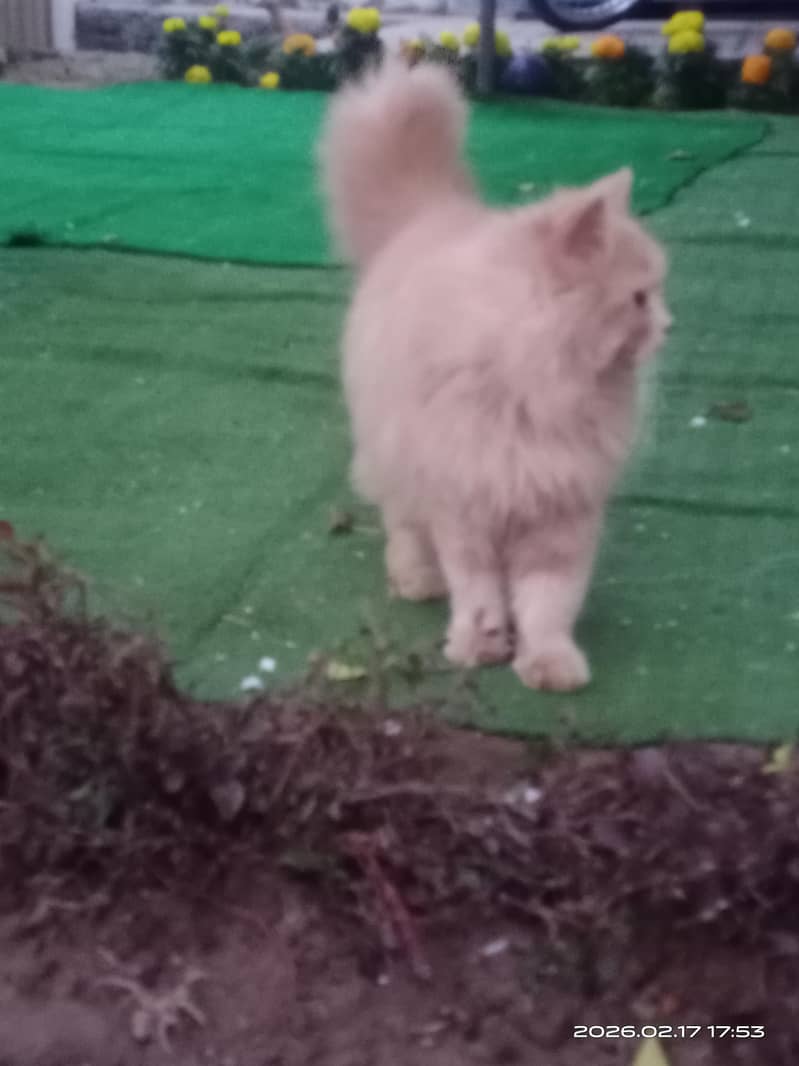 Persion Cats 2