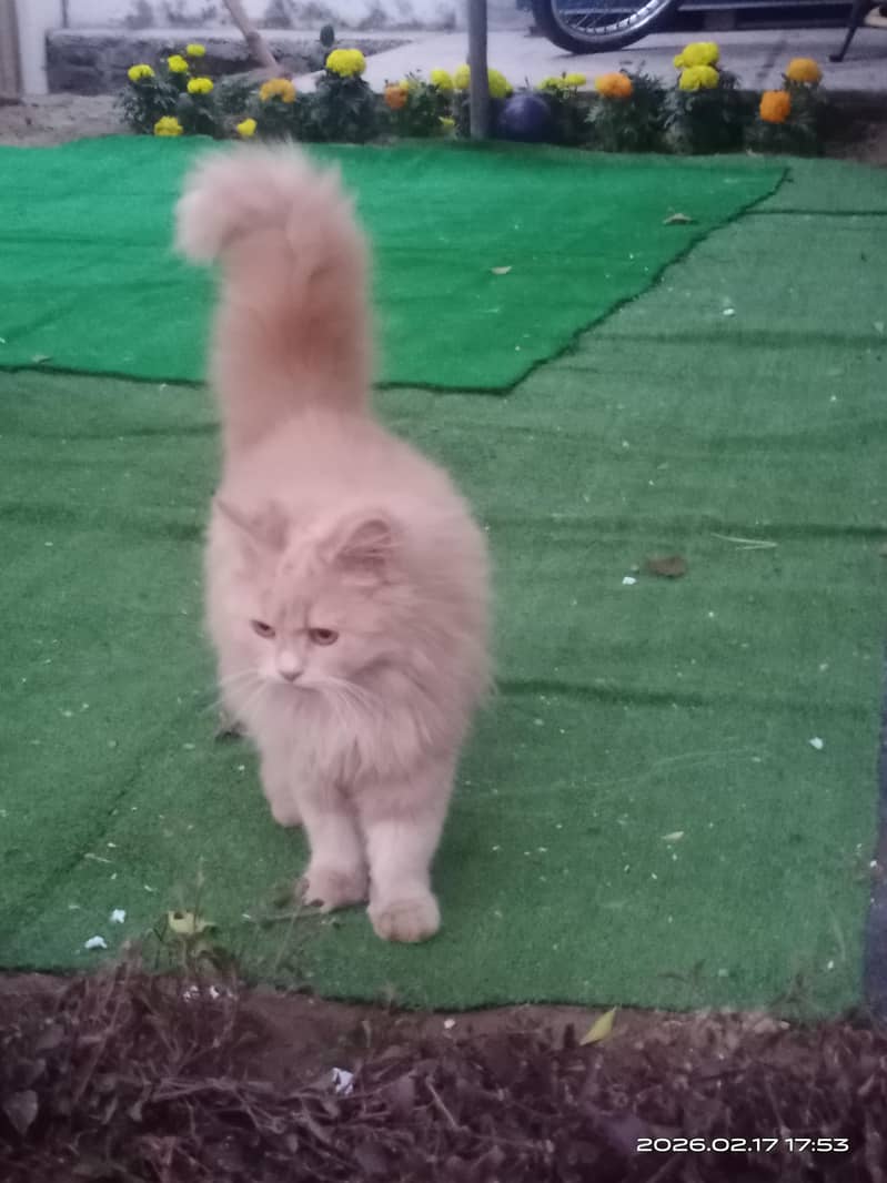 Persion Cats 3