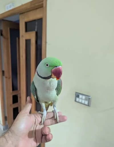 Kashmiri raw parrot for sale