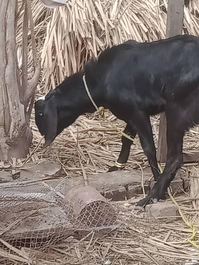 black bakra