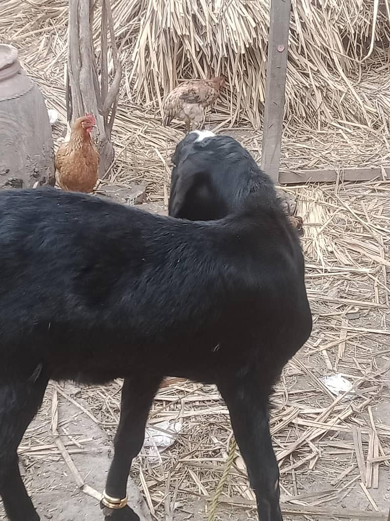 black bakra 2