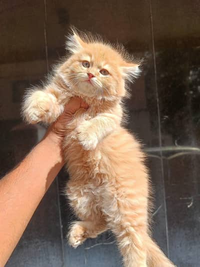 Persian good breed kittens avail. WhatsAp=O310-3699468