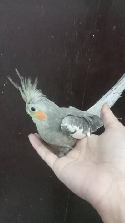 2cocktail chicks three months baby , healthy safe and sound ,nail tail