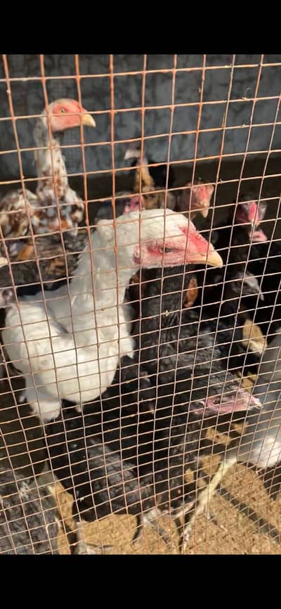 Thai burmi pakoye white thai