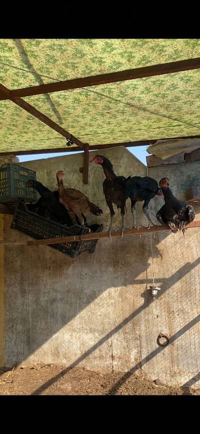 Thai burmi pakoye white thai