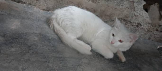 female cat free of course