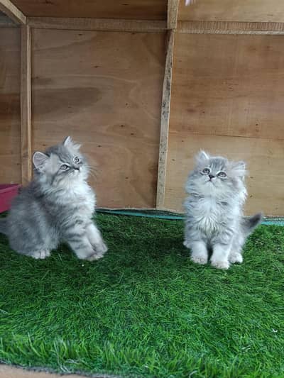 Persian good breed kittens avail. WhatsAp=O310-3699468