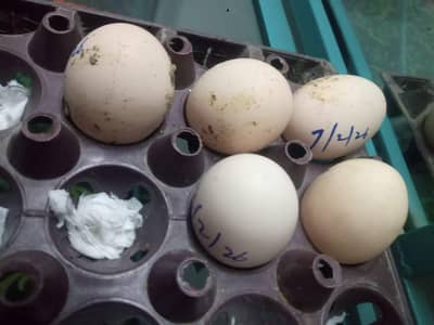black mushka x Heeri Aseel Eggs