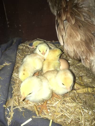 Aseel heen with chiks