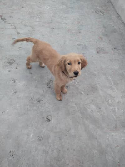 golden Retriever available for sale