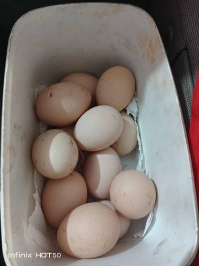 Thai Aseel eggs and chicks available
