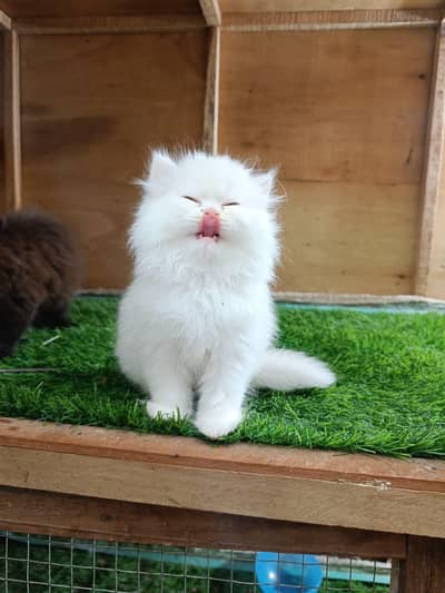 Persian good breed kittens avail. WhatsAp=O310-3699468