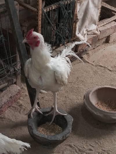 paper white Heera pair for sale