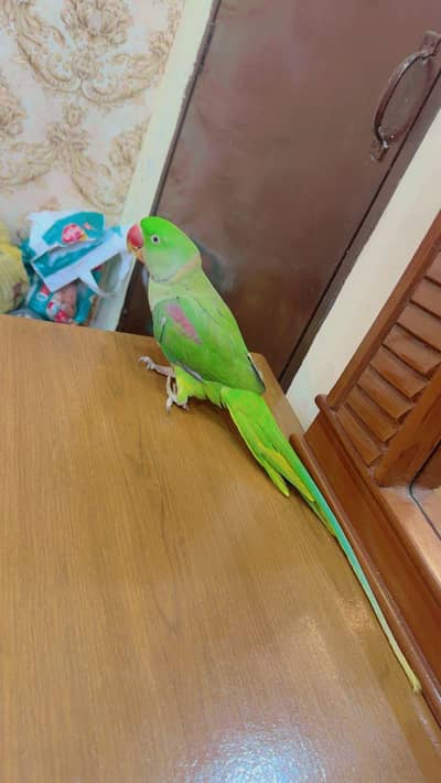 talking parrot handetame