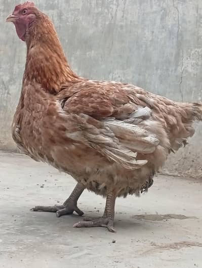 massive huge size hen 5kg