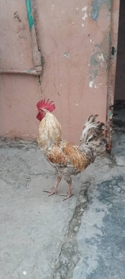 desi morga ha urgant sell karna ha