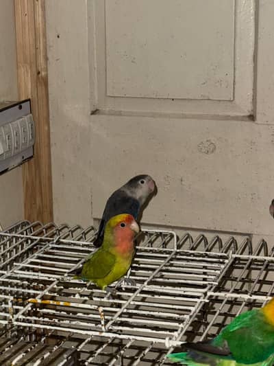 Love birds one male one pair