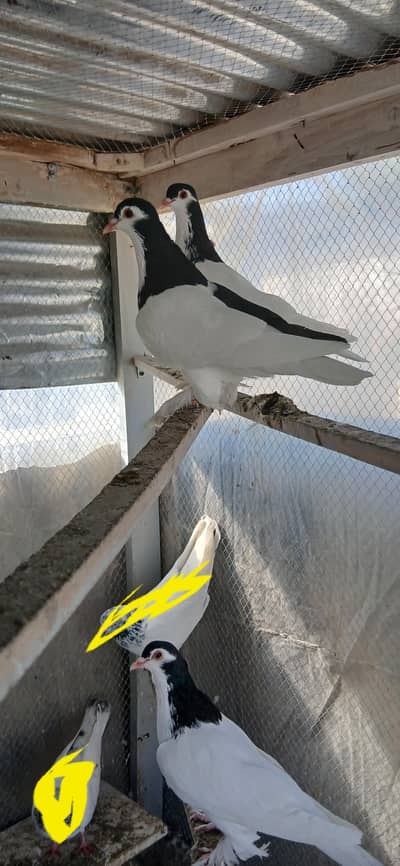 black and grey sherazi