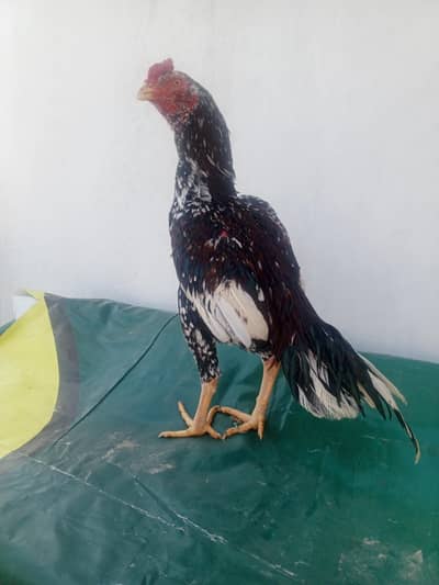 Aseel murga chocolate chena