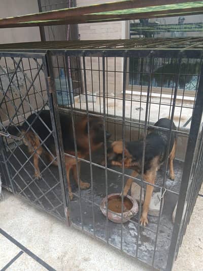 Paired German shepherd for urgent sale