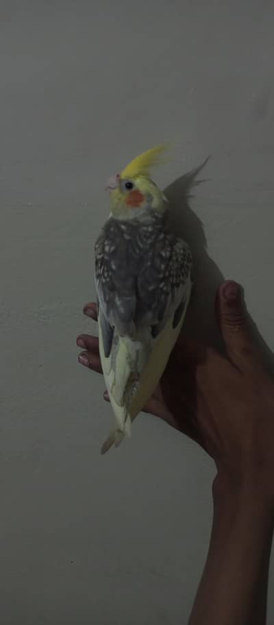 COAKTAIL FREINDLY TAMED MALE FOR SALE 0/3/1/8/3/6/6/6/8/6/1