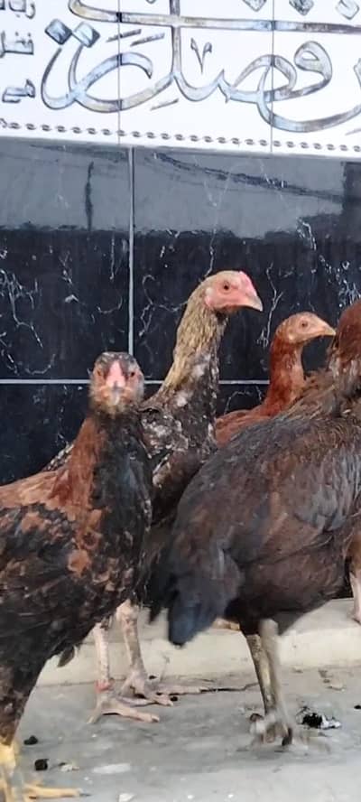 High Quality Aseel Thai & burmi hen available