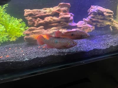 red jewel pair 3.5 + inches