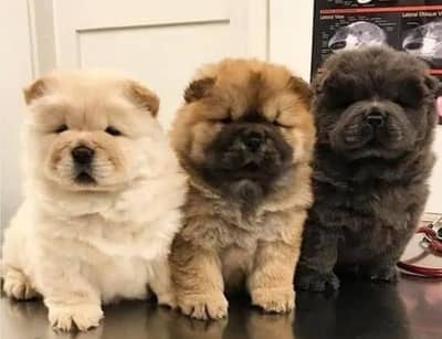 CHOW CHOW IMPORTED PUPPIES/IMPORTED CHOW CHOW/RUSSIAN IMPORT