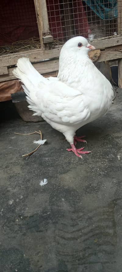 king size have Breeder pair