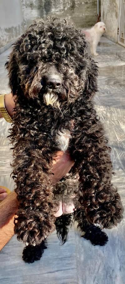 *Poodle | High Quality | Puppies Available*