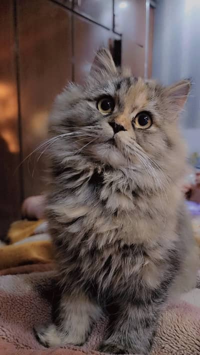 Persian female triple coated cat 7 months