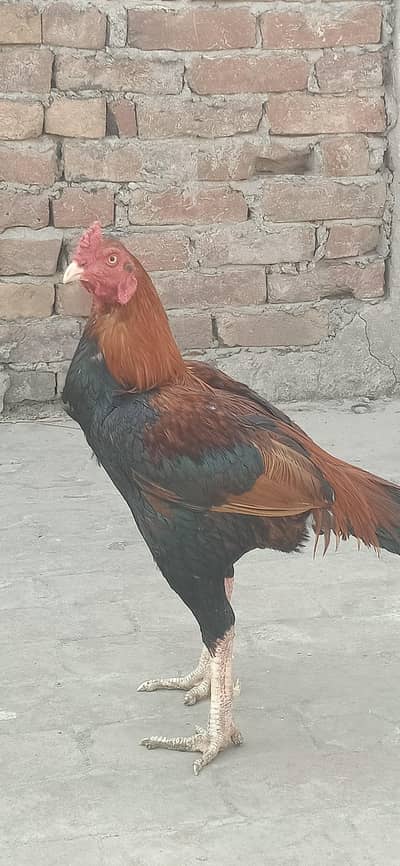 pure aseel murga sahiwali