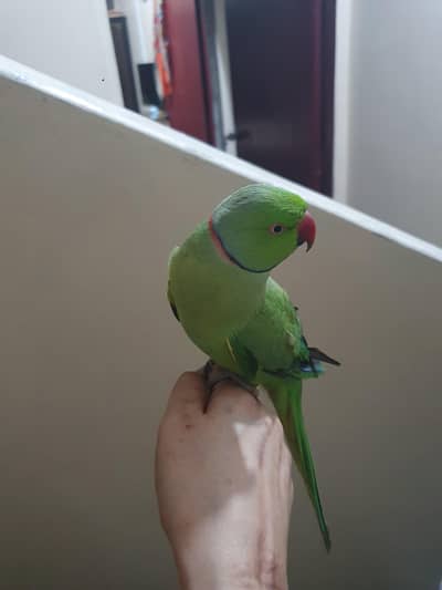 ring neck parrot  hand tame  and talking