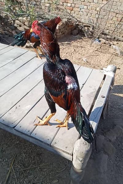 hiPure Bahawalpuri Aseel