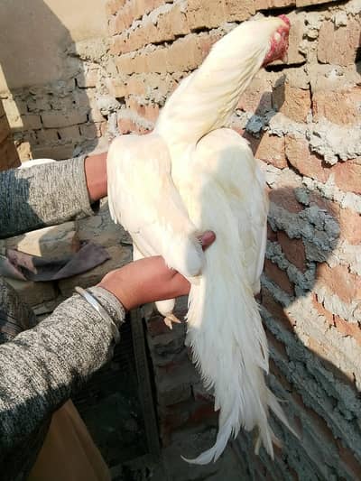 heera Aseel for sale