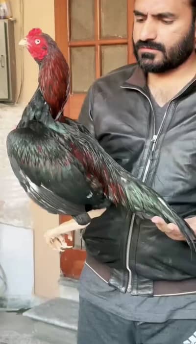 Top quality trio pair