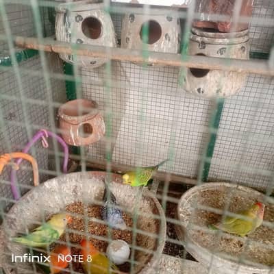Australian parrots for sale