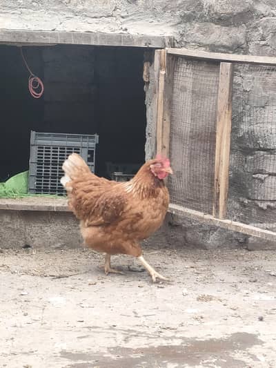 lohman brown hen o3o7-9427533